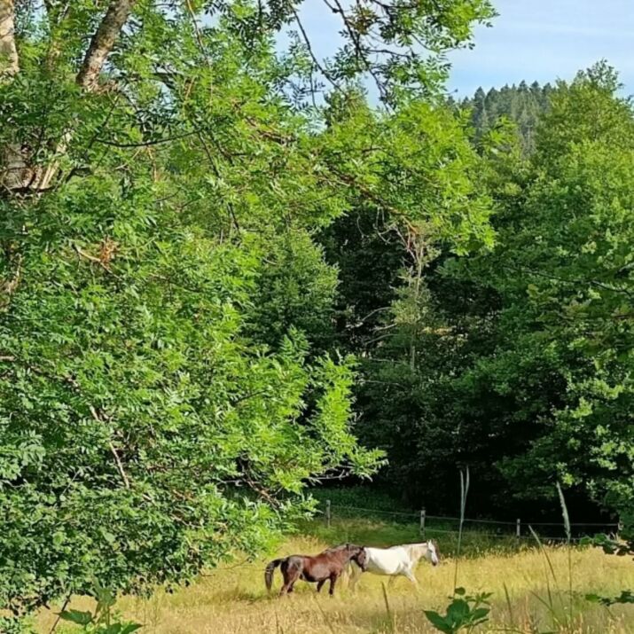 equil tao chevaux