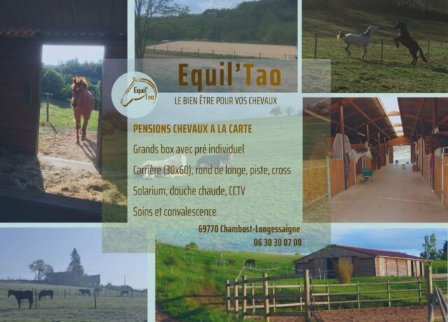 equiltao 2