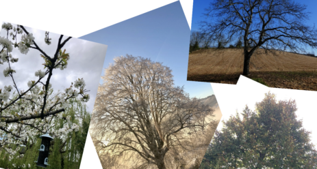 expo arbres