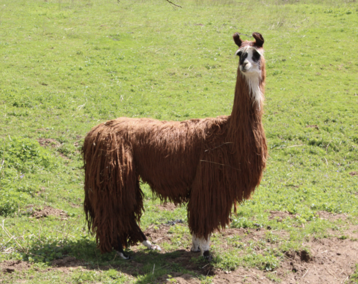 lamas 2